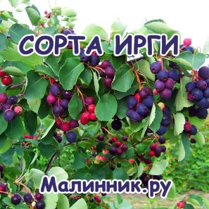 Семко Интернет Магазин Каталог 2021 Семена
