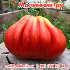 СОРТ ТОМАТА ПУЗАТА ХАТА
