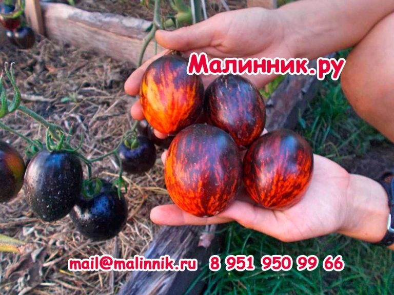 Томат Гаргамель Отзывы Фото