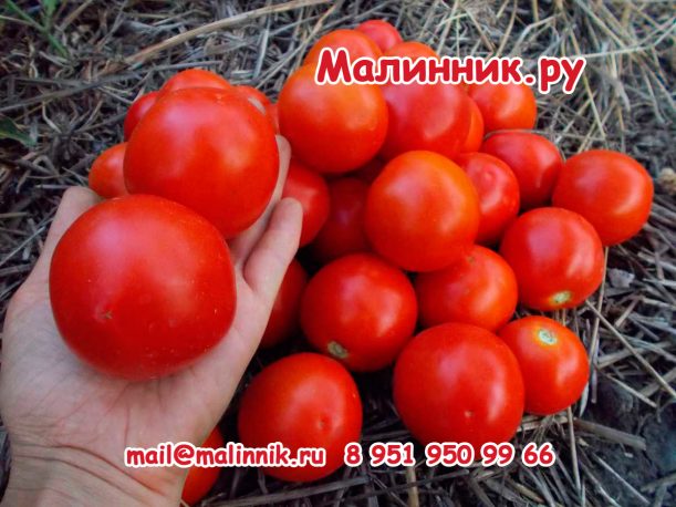 сорт помидор минусинский урожайный. Смотреть фото сорт помидор минусинский урожайный. Смотреть картинку сорт помидор минусинский урожайный. Картинка про сорт помидор минусинский урожайный. Фото сорт помидор минусинский урожайный