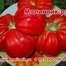 Томат Нина