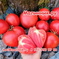 Томат Дедушкино Петушиное Перышко