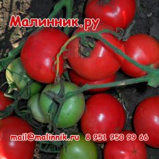 Томат "ВИДИМО НЕВИДИМО"
