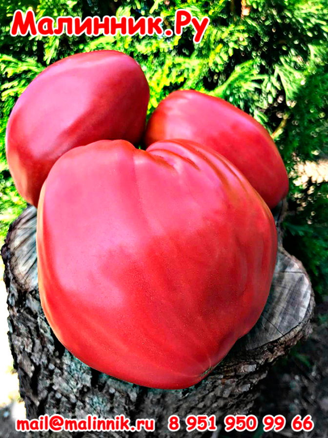 Томат «Гулливер» семена помидоров — Описание сорта, фото.