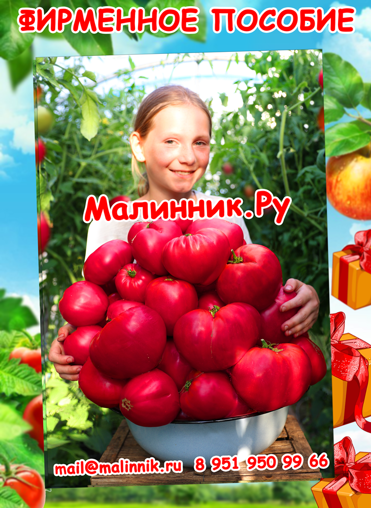 Особенности томата Сибирский сюрприз и выращивание рассады