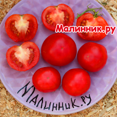 Томат "БЕЗРАССАДНЫЙ" (без рассады)