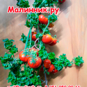 ТОМАТ "ПАЛКА" КОЛОНОВИДНЫЙ КУДРЯВЫЙ