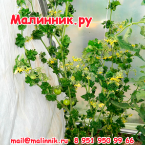 ТОМАТ "ПАЛКА" КОЛОНОВИДНЫЙ КУДРЯВЫЙ