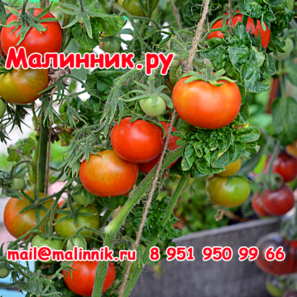 ТОМАТ "ПАЛКА" КОЛОНОВИДНЫЙ КУДРЯВЫЙ