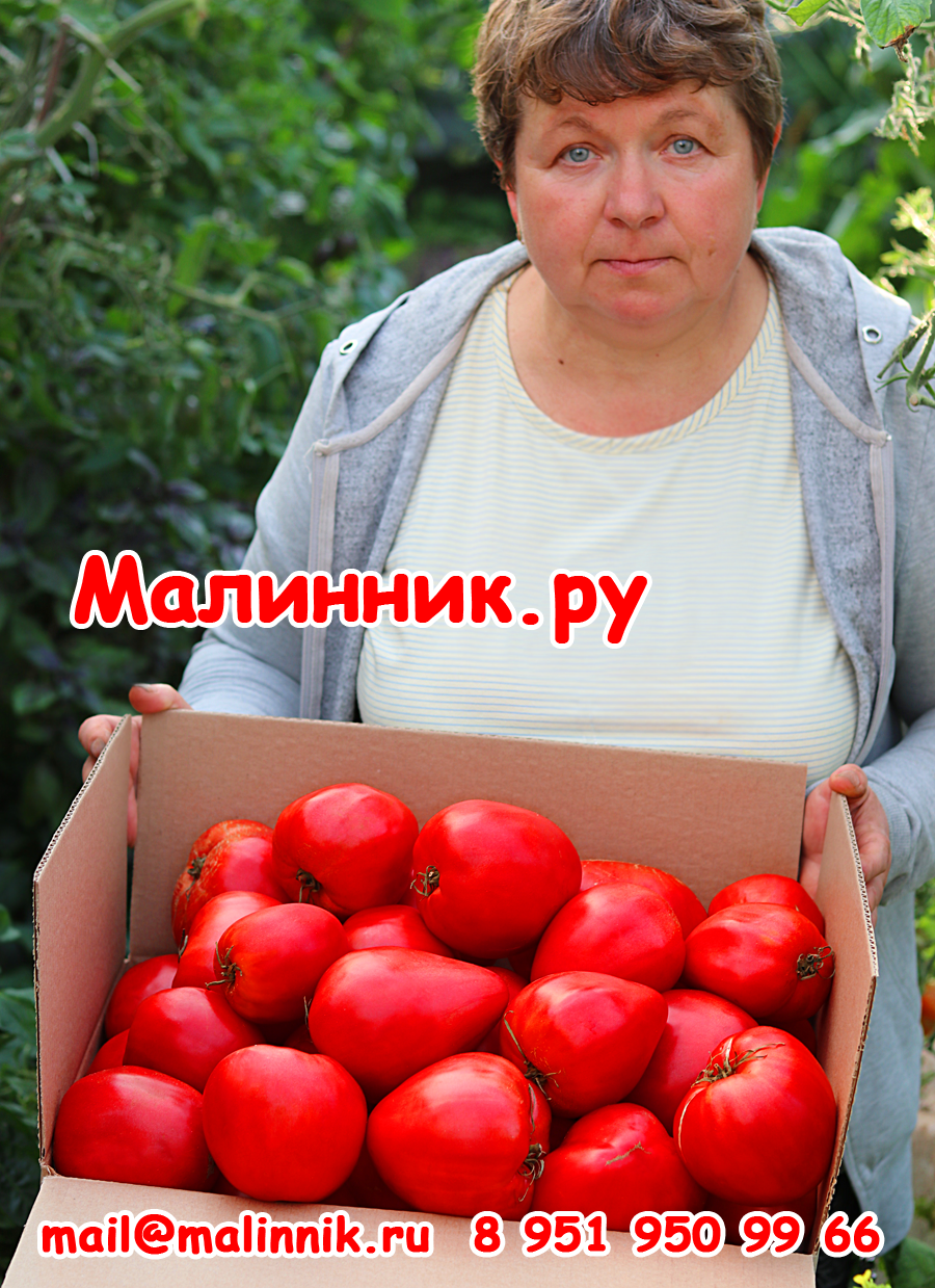 томат знаменитая клубника миссис шлаубах характеристика и описание сорта отзывы