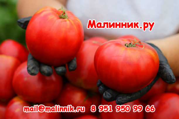 Томат "КЛУБНИКА ДЛЯ МАМЫ" фото