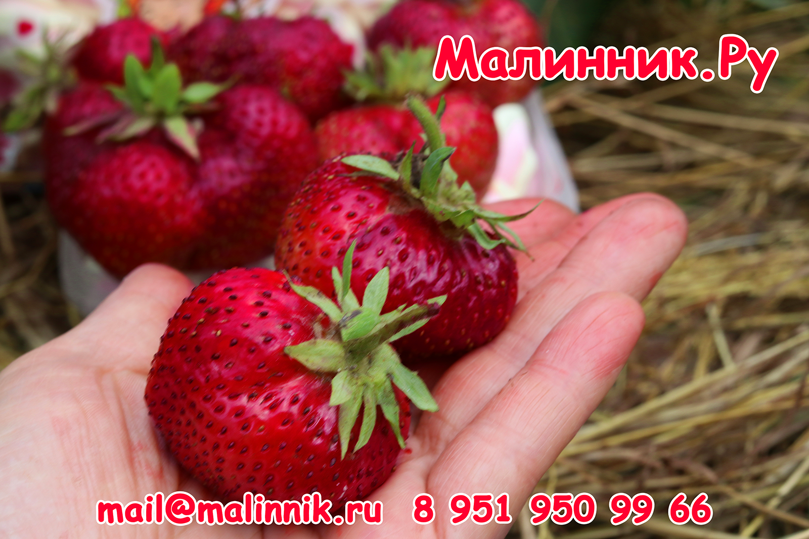 маршмеллоу