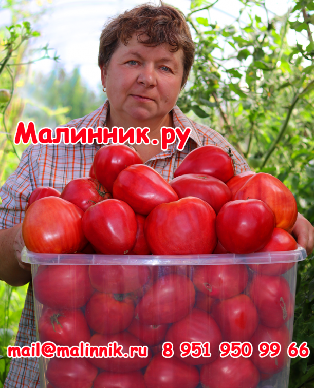 Томат "НАСТОЯЩЕЕ ЧУДО ИЗ МИНУСИНСКА"