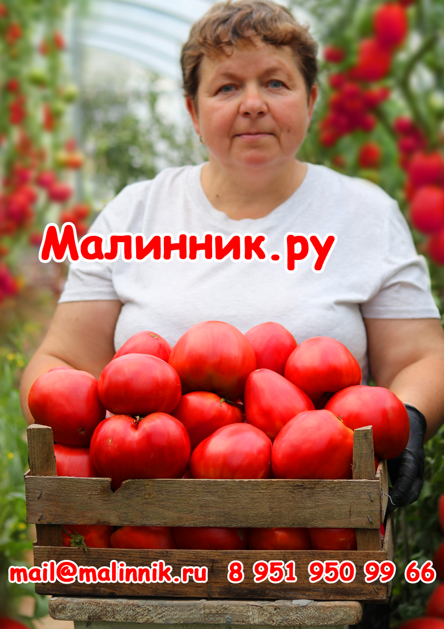 Томат Сердце Минусинска Отзывы Фото Урожайность