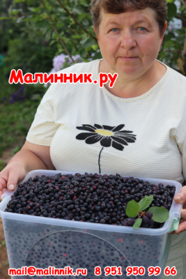 Ирга Канадская сорта фото