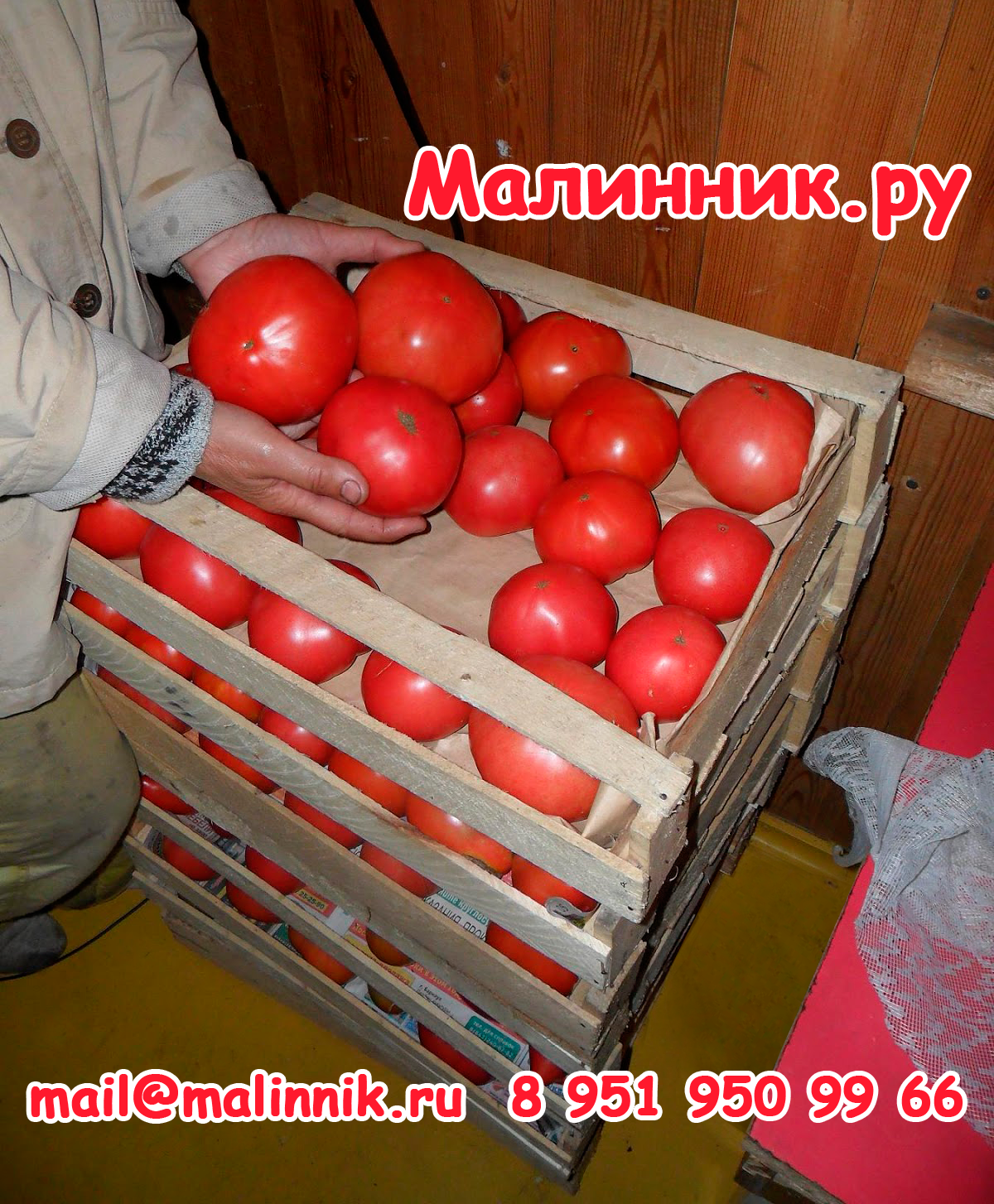 Особенности томата Сибирский сюрприз и выращивание рассады