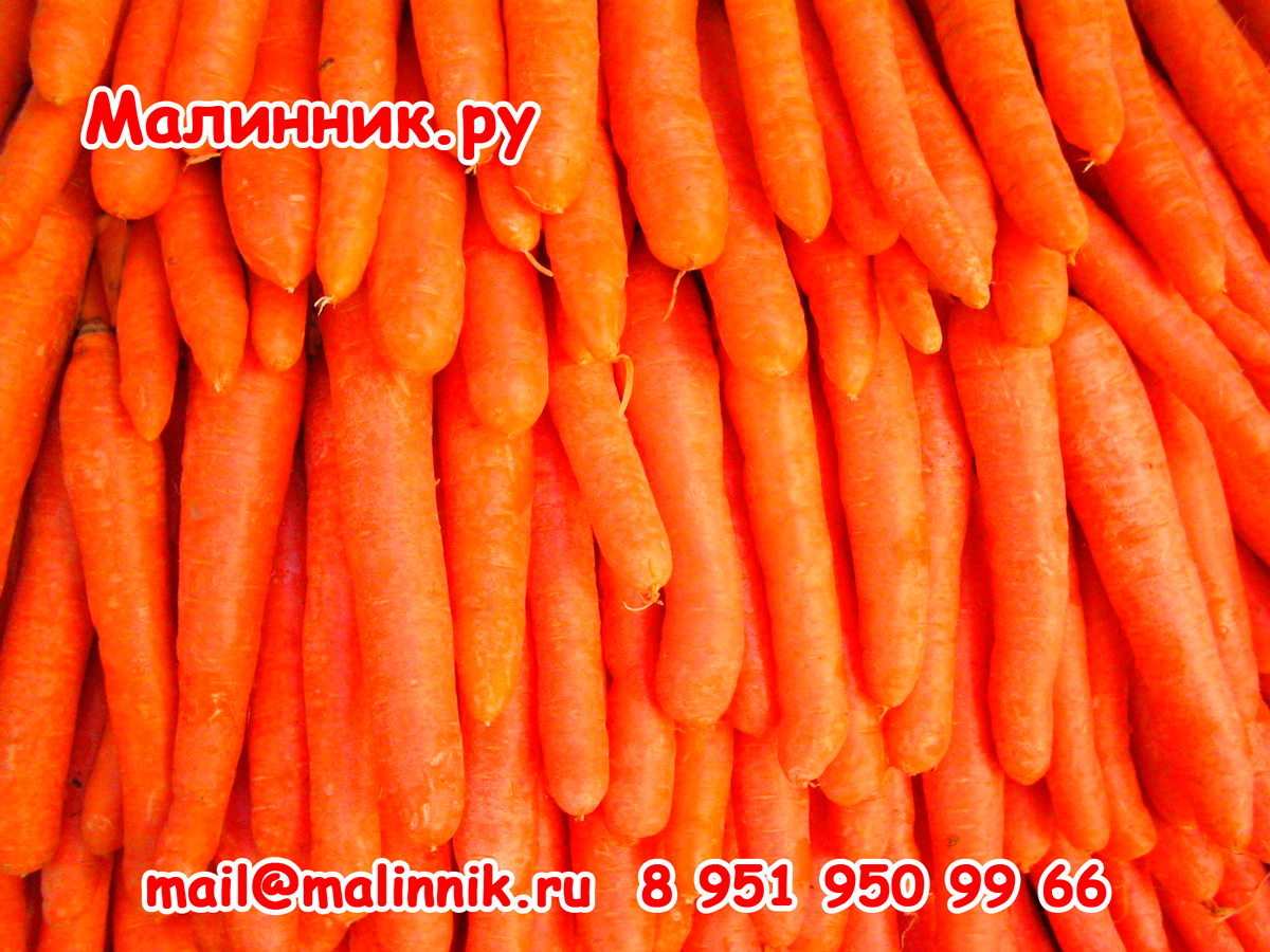 Морковь \