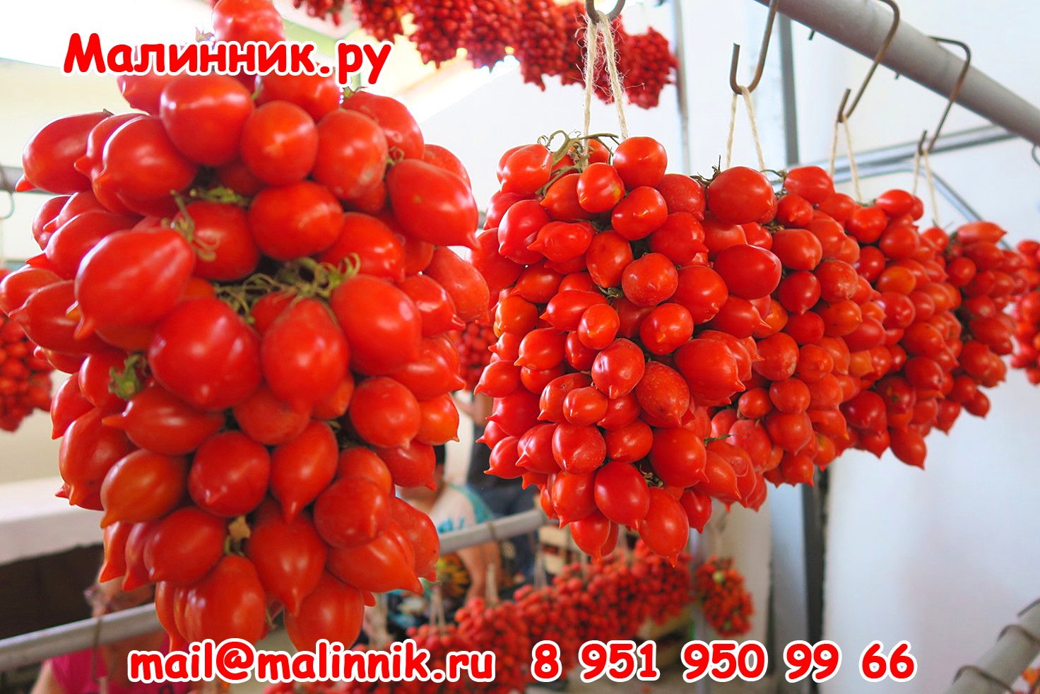 Сорта томатов для выращивания в открытом грунте