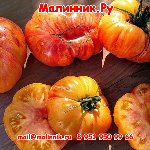 0002127_yellow-striped-boar-beefsteak-tomato_510