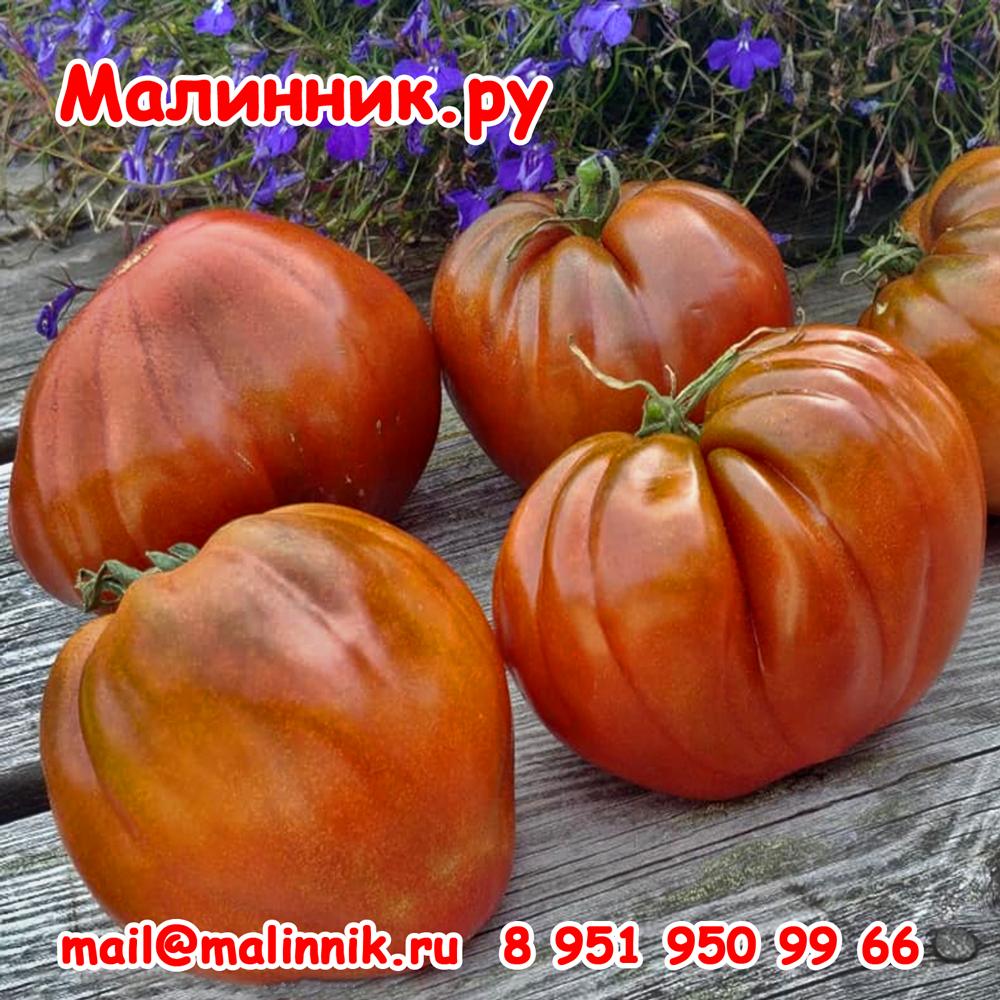 Сорт томата "НЕФИОЛЕТОВАЯ КЛУБНИКА" семена от коллекционера Томат "НЕФИОЛЕТОВАЯ КЛУБНИКА" фото, семена от Малинник.Ру