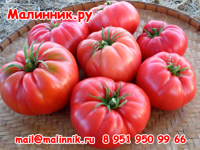 Сорт томата "ДАКОСТА ПОРТУГАЛЬСКАЯ" семена от коллекционера Томат "ДАКОСТА ПОРТУГАЛЬСКАЯ" фото, семена от Малинник.Ру