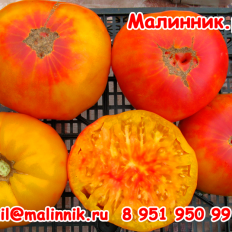 Томат "ЗОЛОТАЯ МЕДАЛЬ" фото, семена от Малинник.Ру