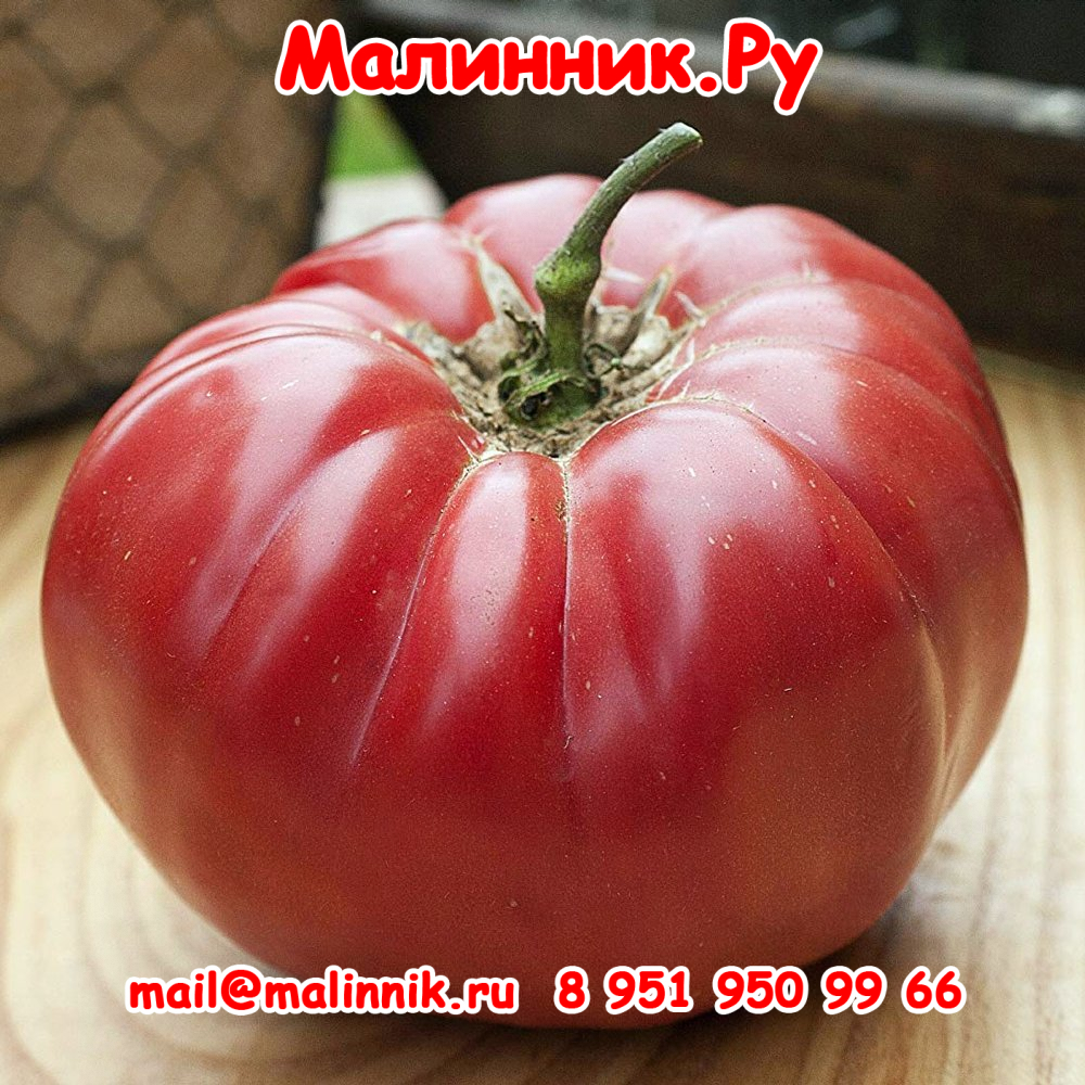томат голиаф томат голиаф