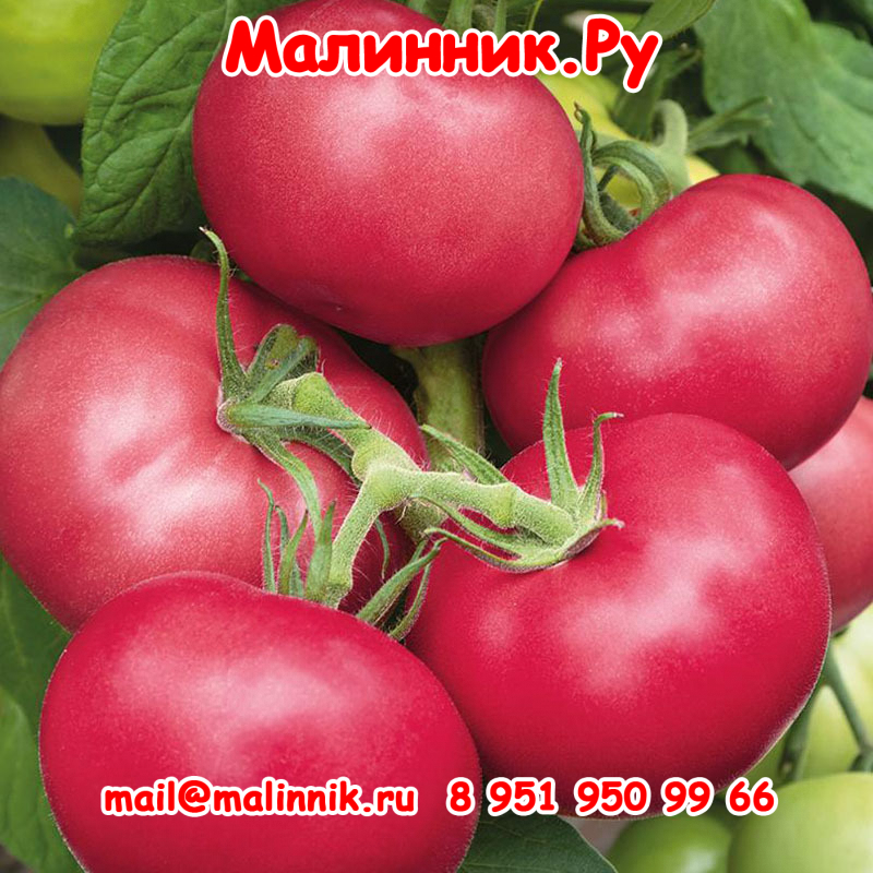 16 симпатяга
