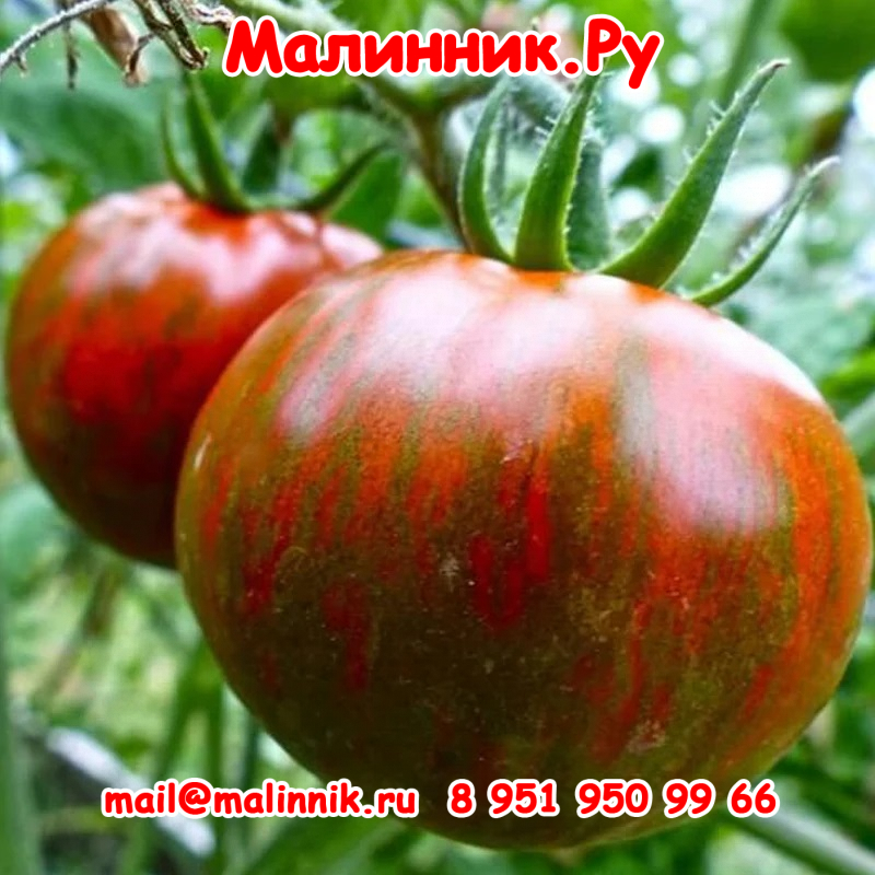 18 черная полосатая зебра