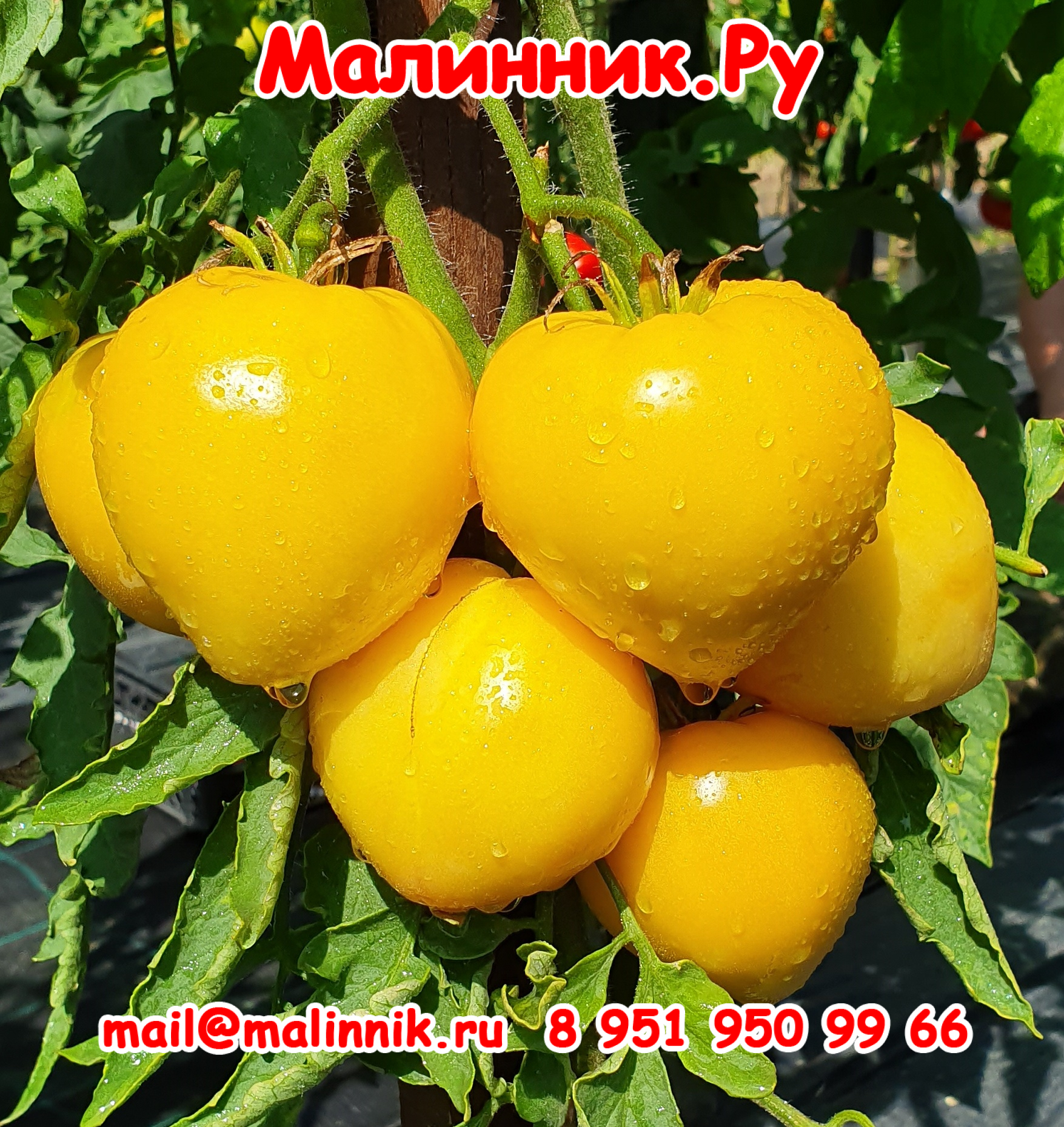 19 желтое сердце