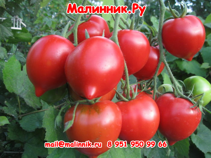 21 юбилейный тарасенко