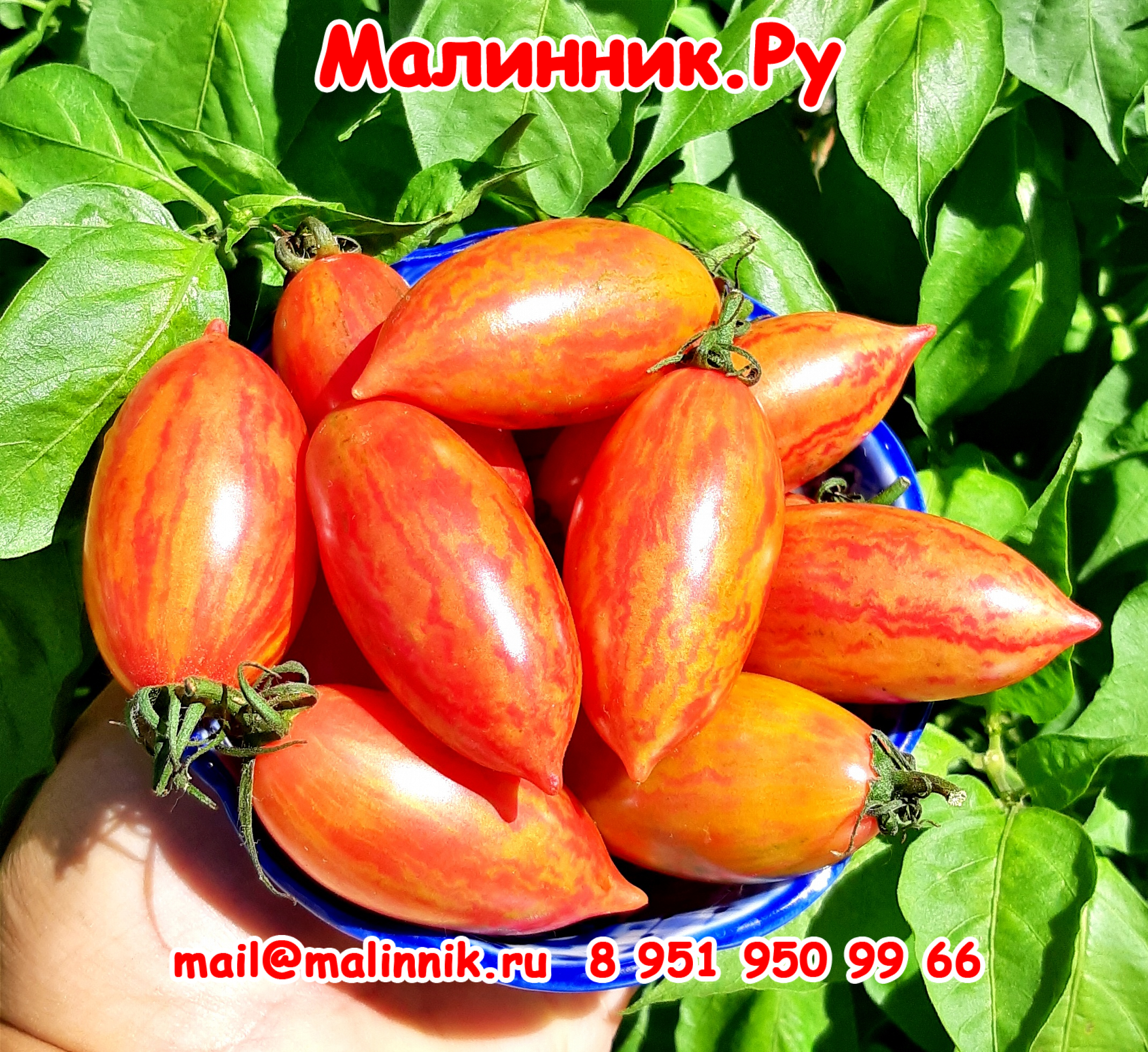 26 розовый тигр