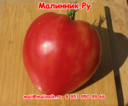 31 итало