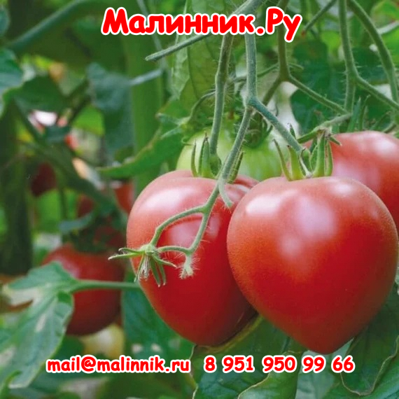 31 розовый шлем