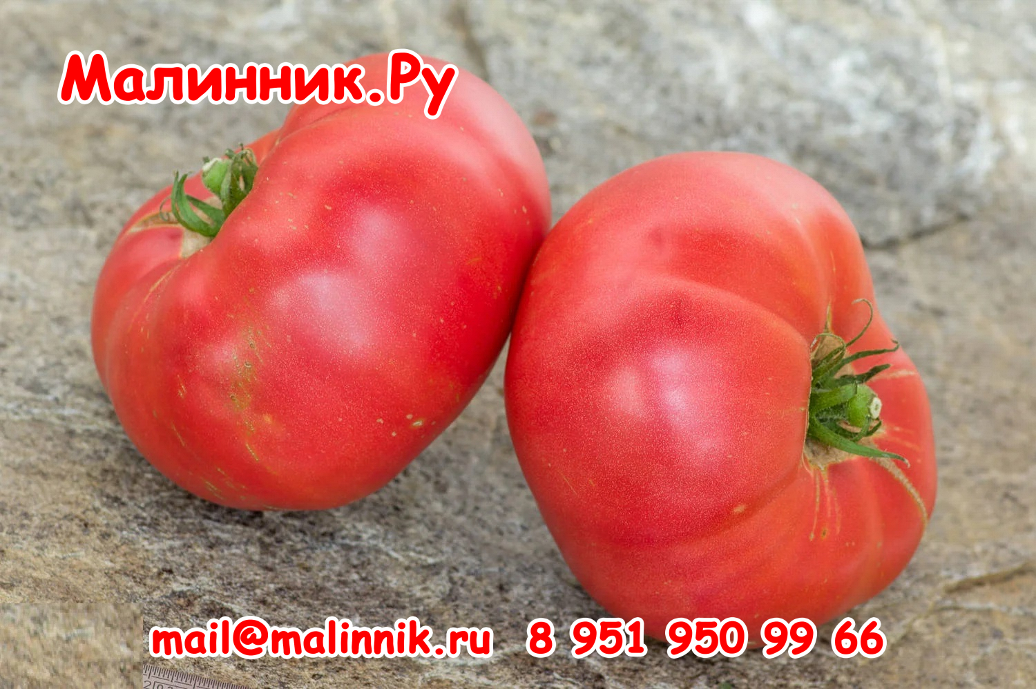 39 Вейснихта Украинский