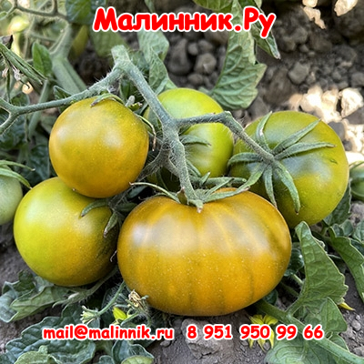 74 зеленый эльф