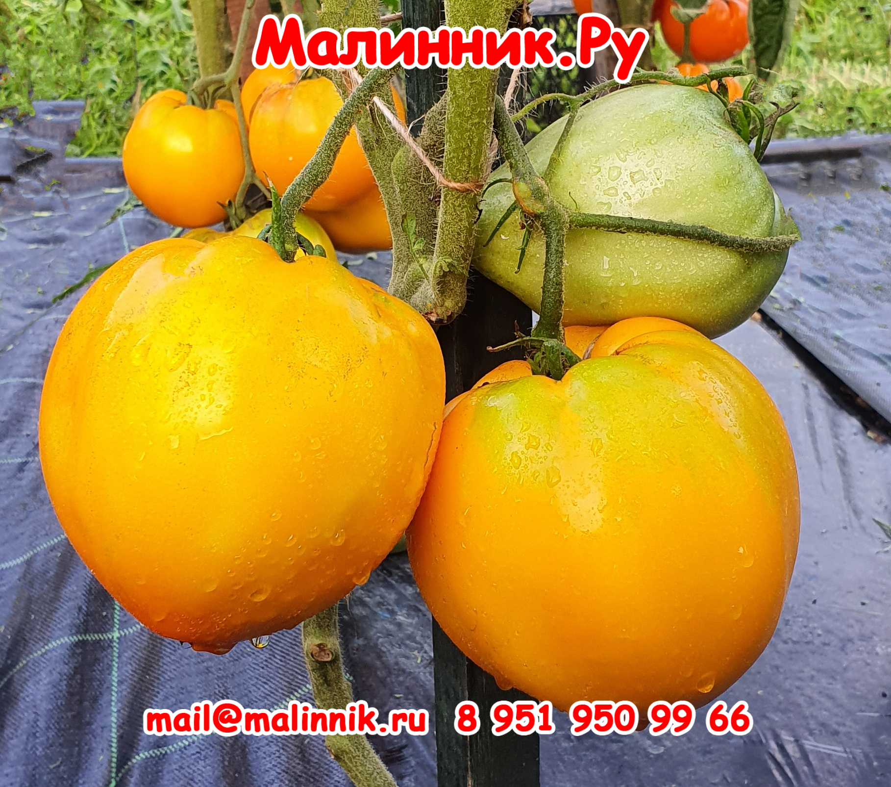 8 король сибири