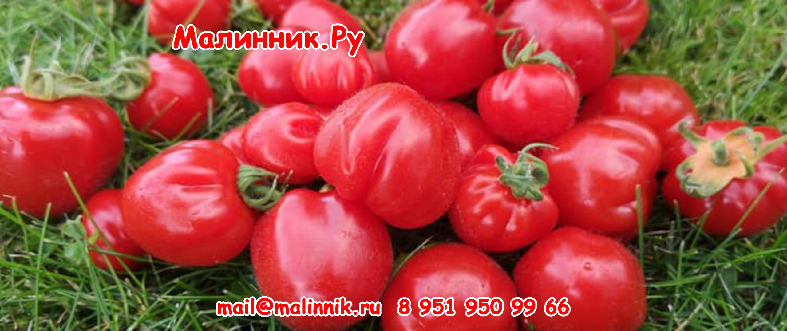 Cherry-Accordion-banner-scaled