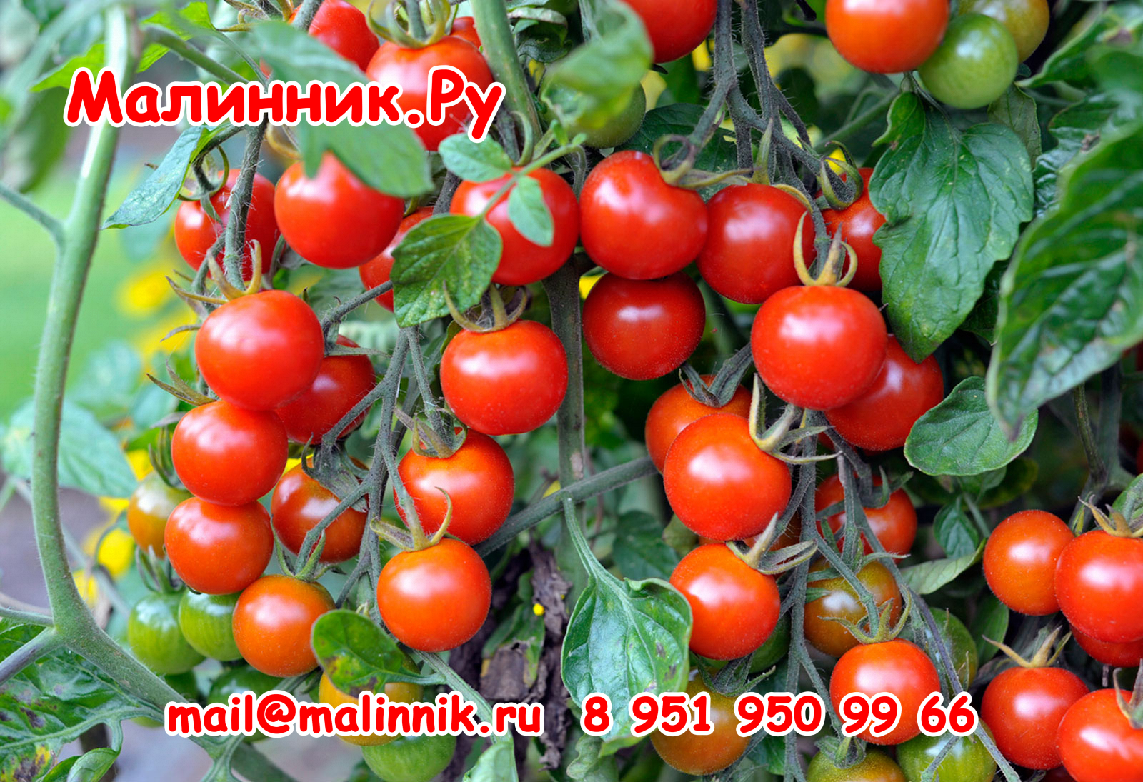 cherry-tomatoes-1