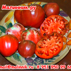Томат "БОЛЬШАЯ ПАСТА КЭРОЛ ЧИКО" фото, семена от Малинник.Ру