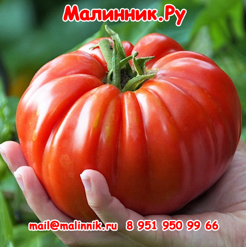 ЛЯЯЯЯЯЯЯЯЯЯ