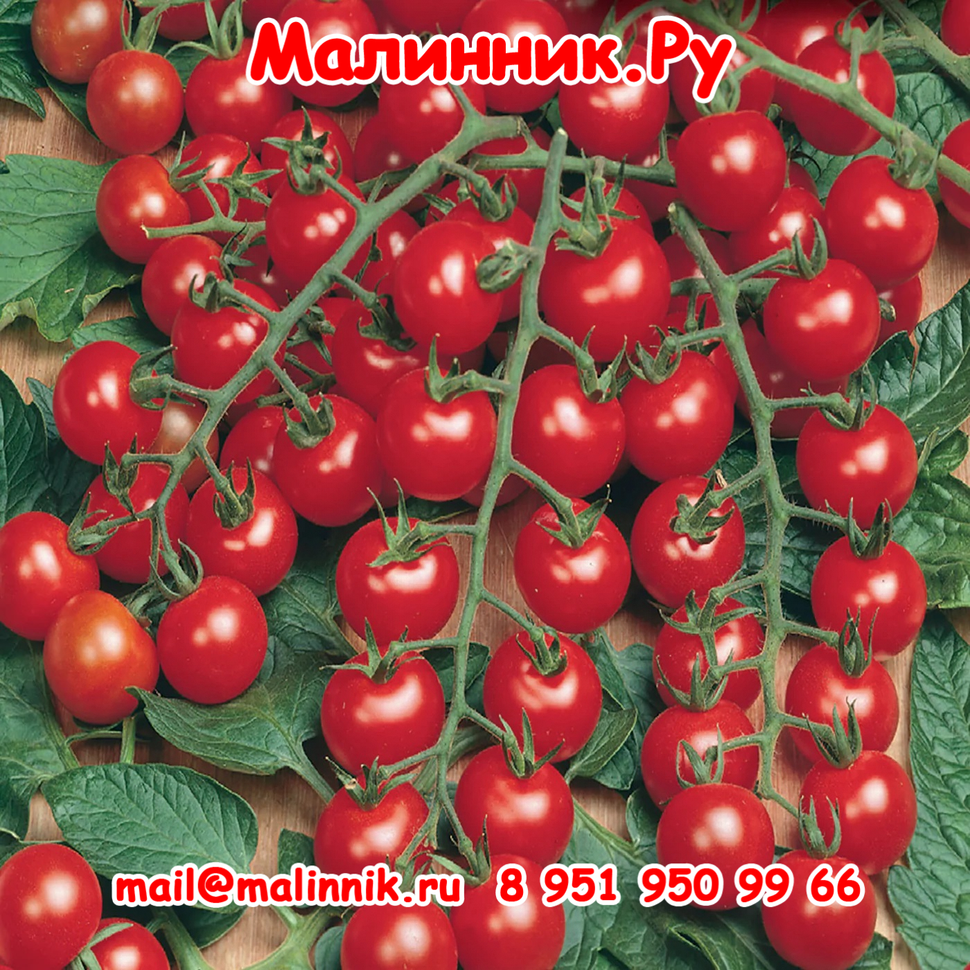 Mck_Vegetable_101705_Tomato_SuperSweet100F1VF_front_1400x