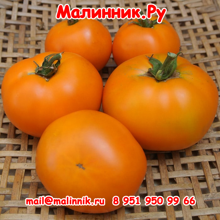 Orange-King-Tomato-2