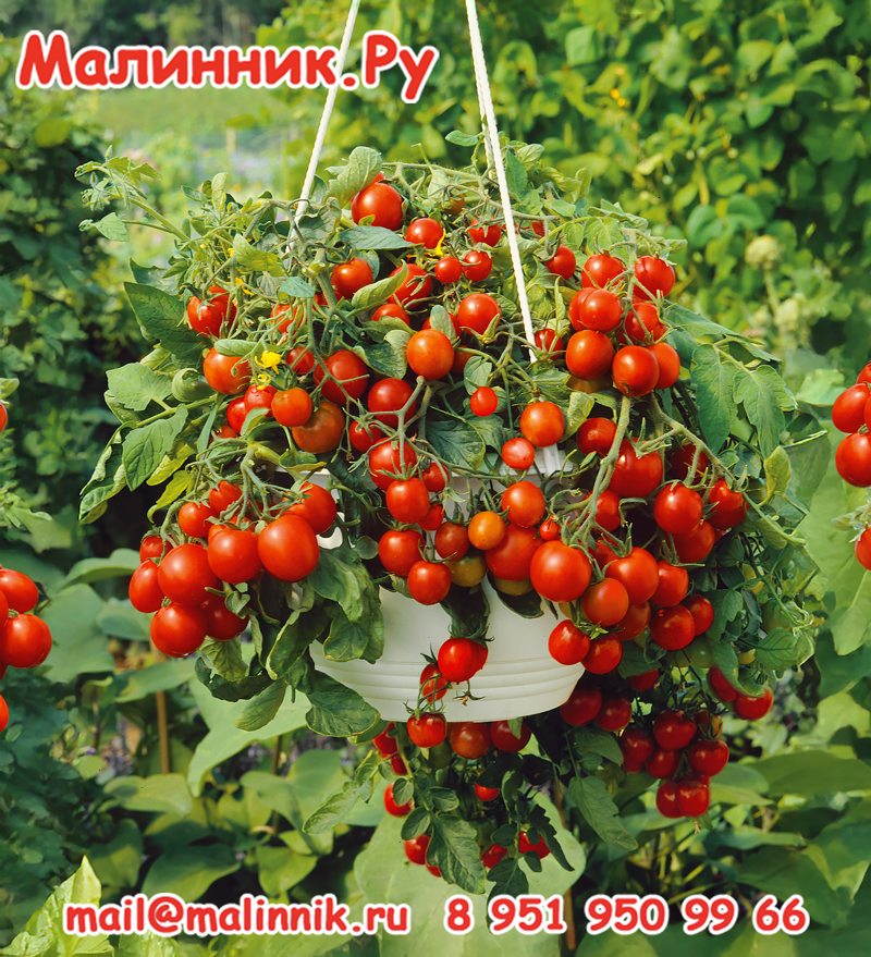 Падающие-вишни