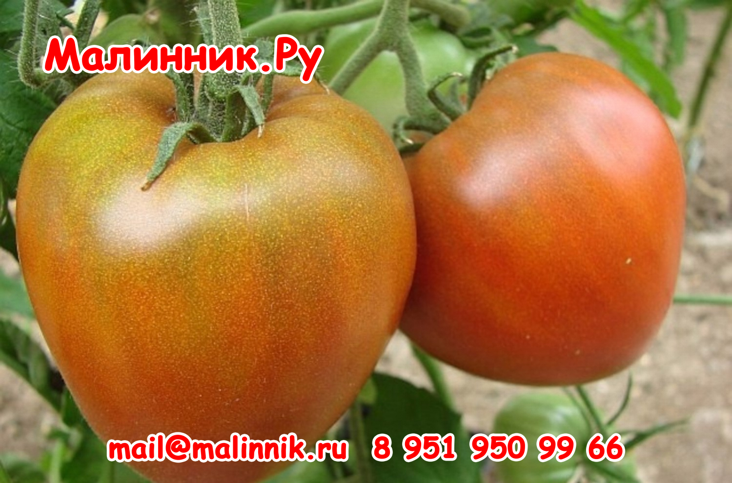 Reinhards-Chocolate-Heart2-edit