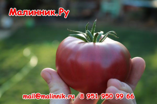 Seminis_Tomato_PurpleBoy_1-600x400