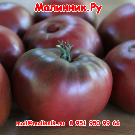 tomatecarbone-450x450