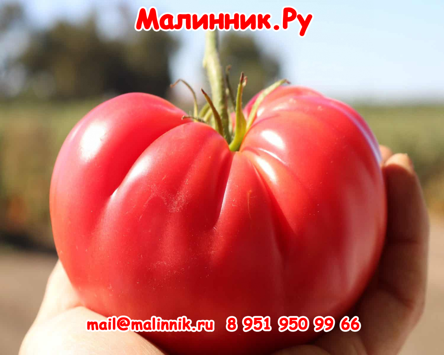 Tomato_PinkDelicious_01-scaled