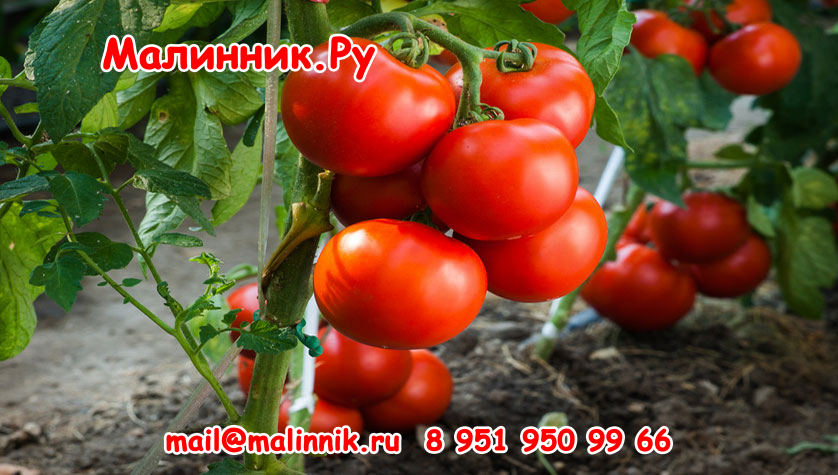 xtomato-plant-800.jpg.pagespeed.ic.5aTbHFgXZY