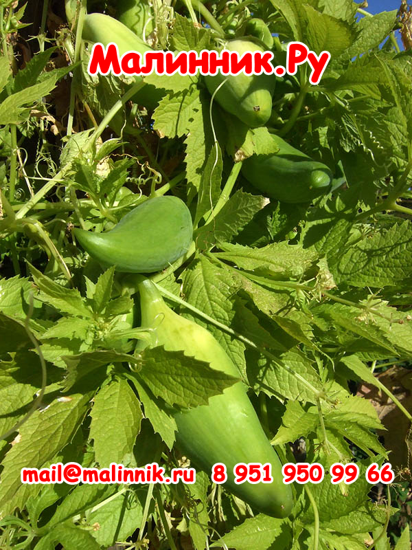 1 Циклантера Перуанский